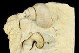 Ordovician Gastropod (Trochonema) Fossil - Wisconsin #174399-1